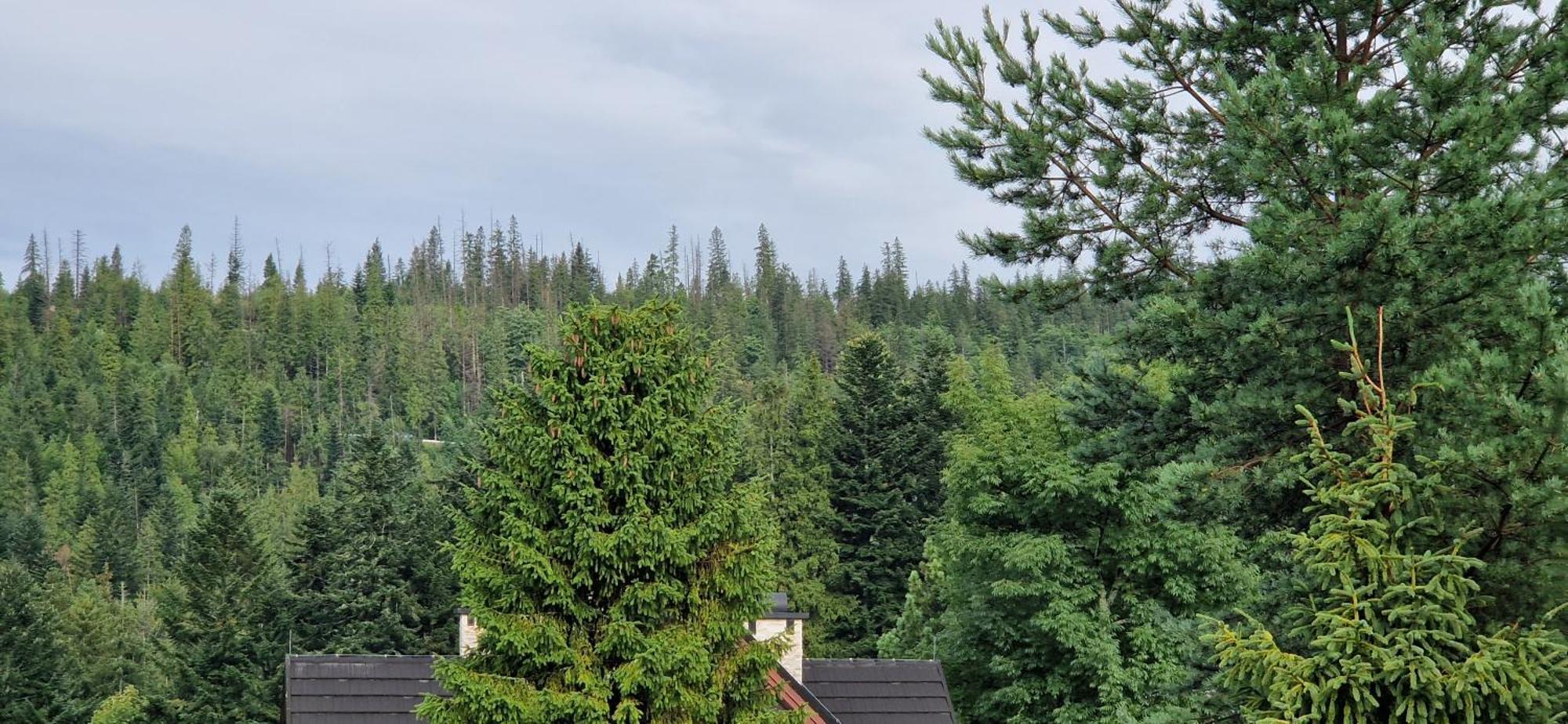Pokoje Apartamenty Pod Limba Zakopane Exterior foto